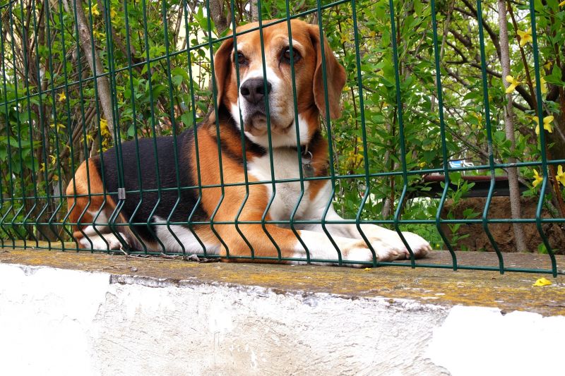 Electric Dog Fence Installation